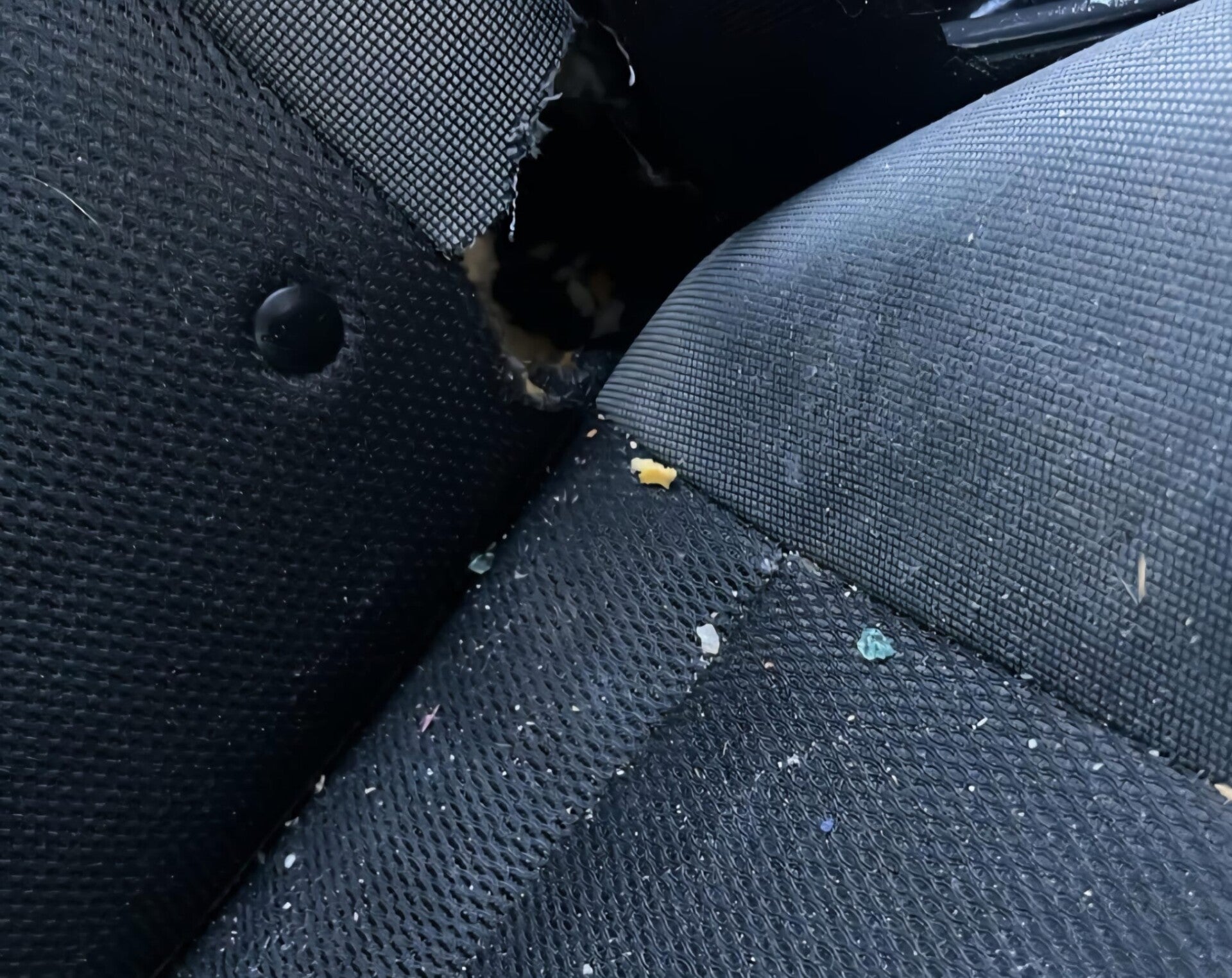 Rodent damage to car interior - chewed seat fabric and debris