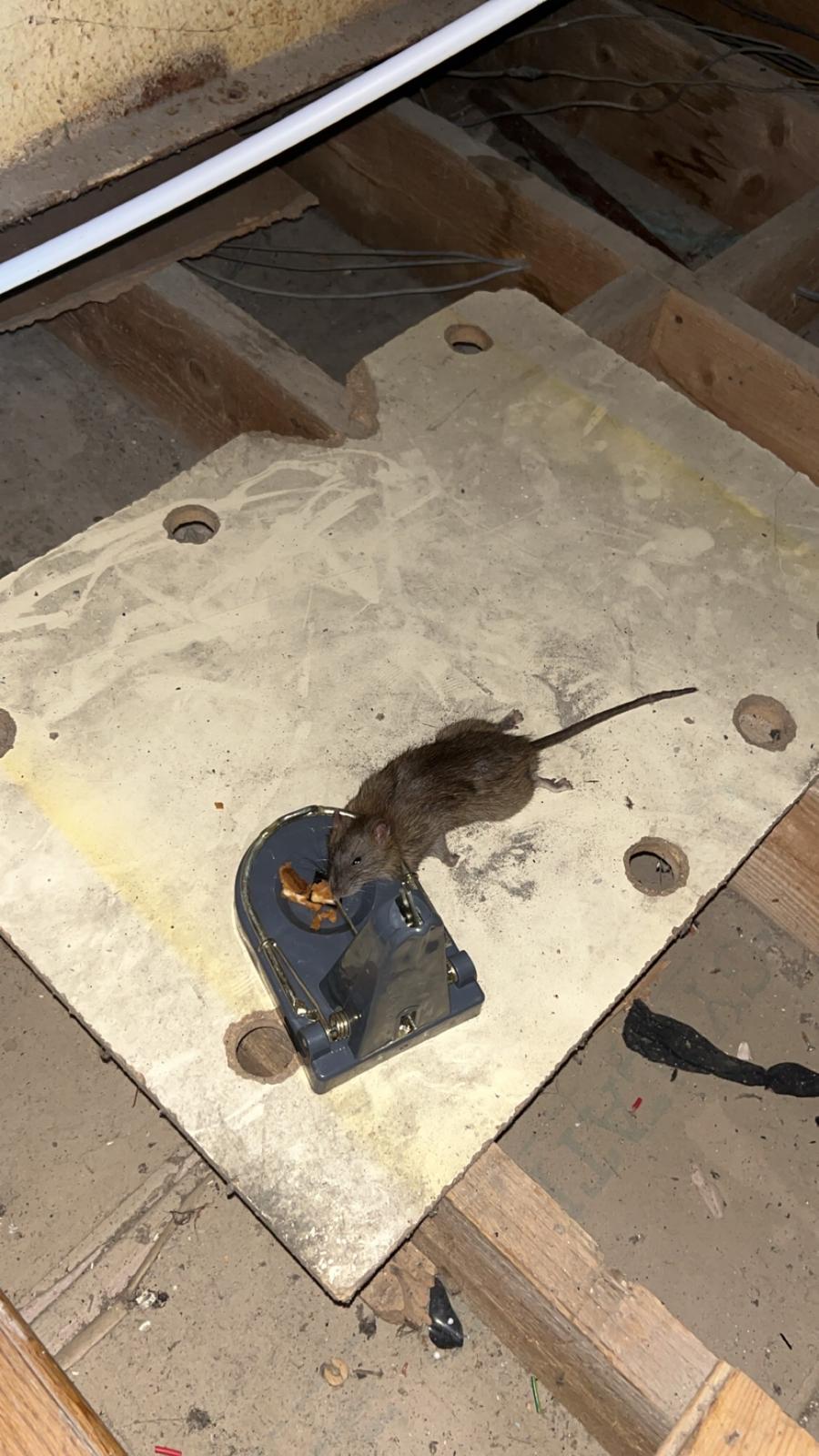 A brown rat caught in a professional snap trap on a monitoring board in a loft space