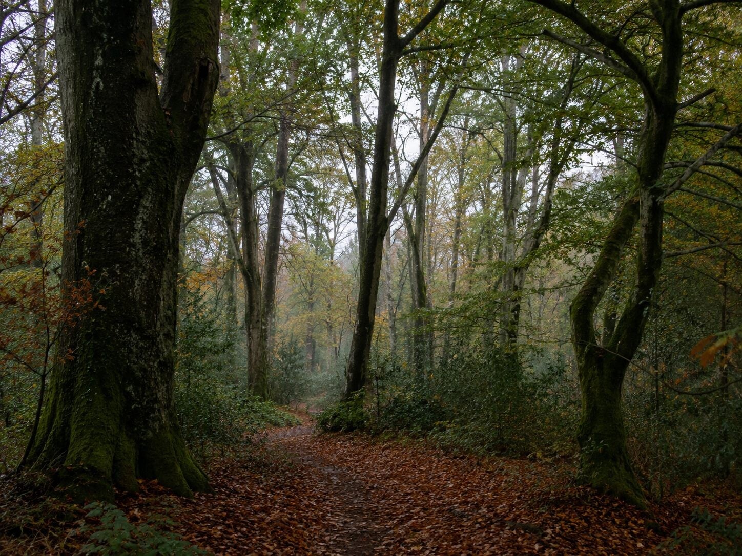 Mature broadleaf woodland near Castlecomer, North Kilkenny - the estate-woodland character that surrounds many of CounterPest's customers in the area