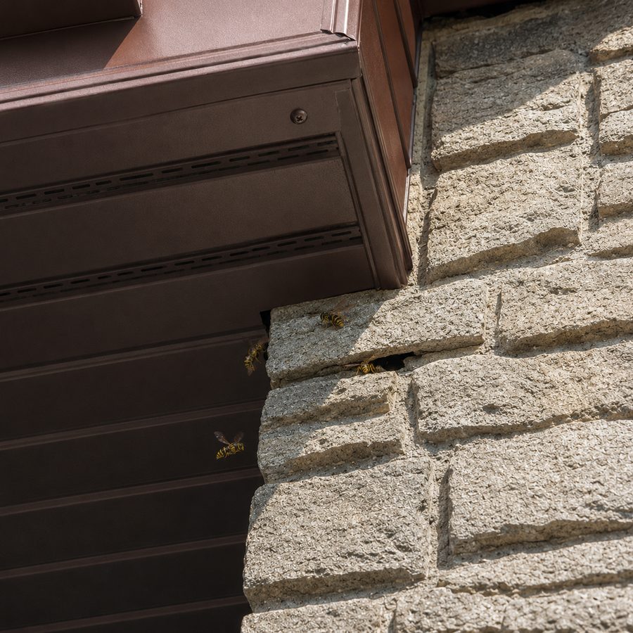 Wasps entering a nest in the wall cavity of a house